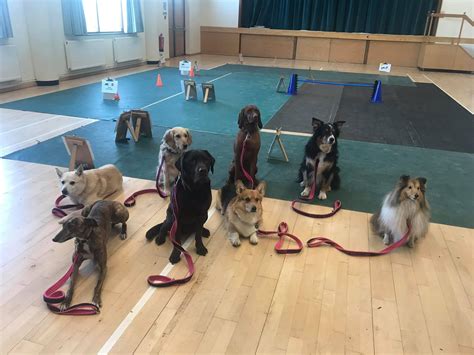 Obedience school for dogs. Things To Know About Obedience school for dogs. 